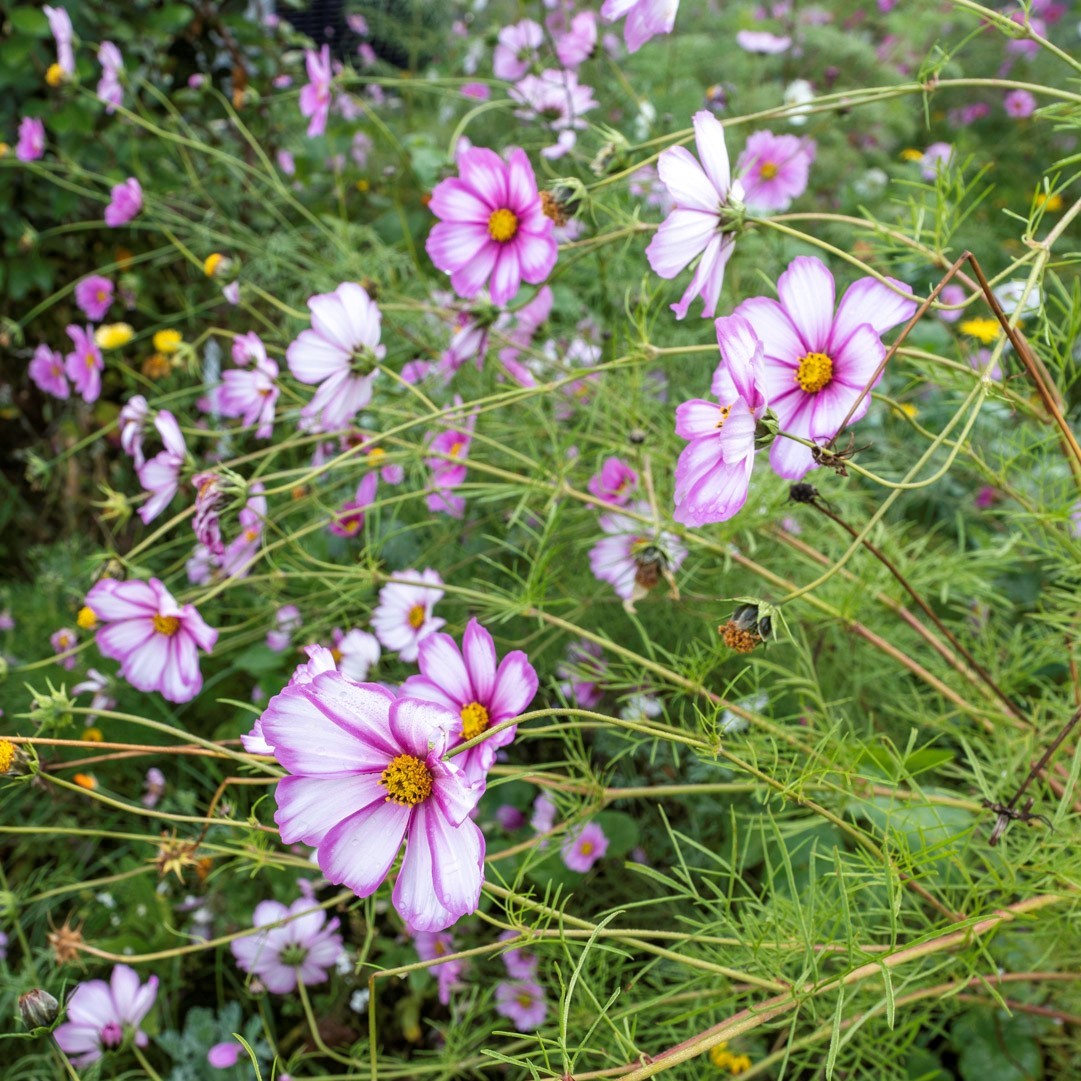 fleurs